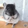 НС Марсик