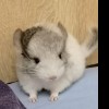 Снежка