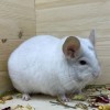Салим