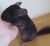 1 месяц