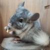 Кокосик