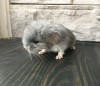 Кото 