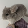 Авентус