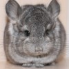 Кизил