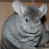 Саванна
