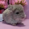 Митчелла
