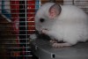 1 месяц