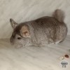 ДОЛЛИ
