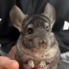Лучик
