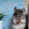 Маркус