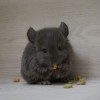 Каору