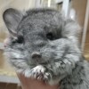 Абрикос 