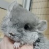Иннокентий 