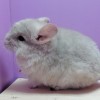 Шиповник