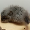 Акка