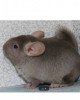 Лапусик 