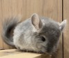 Леший 