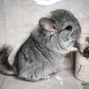 1Котофеич Свит Хэппи