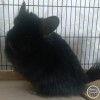 Сигма Бой