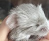 Клой