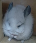 Светлана Золотарева
